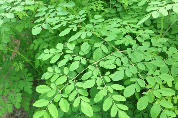 Mengejutkan, Ternyata Ini Kegunaan Daun Kelor Untuk Kesehatan