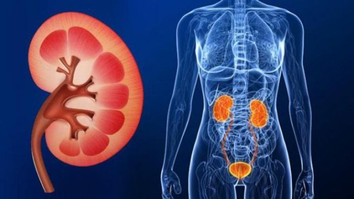 Ginjal – Organ Tubuh Yang Punya Kekuatan Super