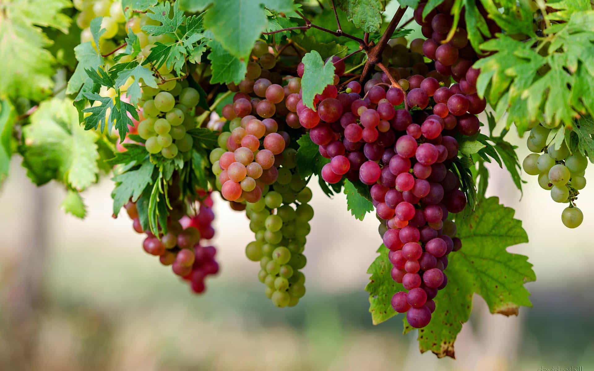 Anggur � Buah Kecil Dengan Sejuta Manfaat