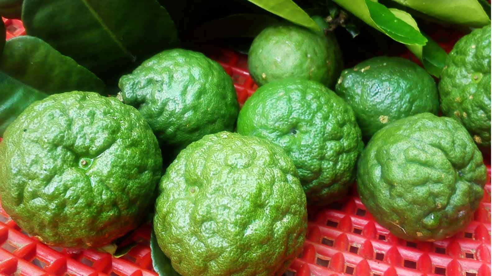 Tidak Hanya Segar, Buah Limau Katsuri Juga Punya Segudang Manfaat