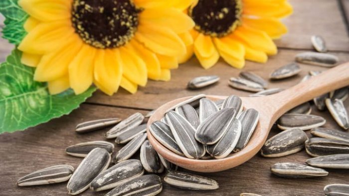 Manfaat Dibalik Biji Kecil Kuaci